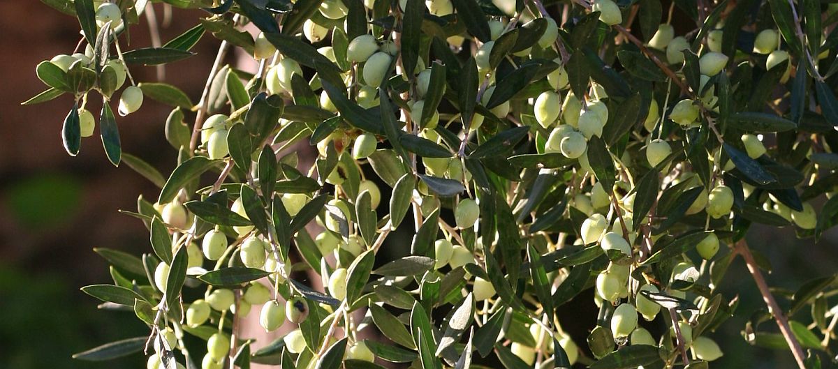 Prachtvoller Zweig mit Koroneiki-Oliven kurz vor der Frühernte in Griechenland.