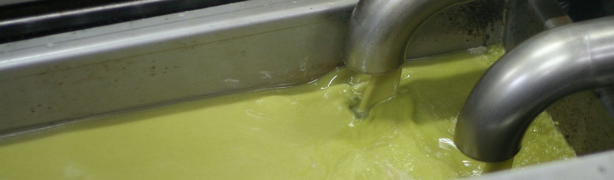 Frisches, grünes Agureleo Olivenöl fließt direkt nach der Pressung in Edelstahlbehälter.